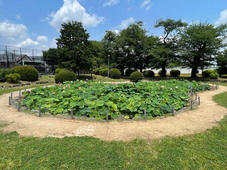 画像　ハスの見頃を迎えた「寿中央公園 ひょうたん池」