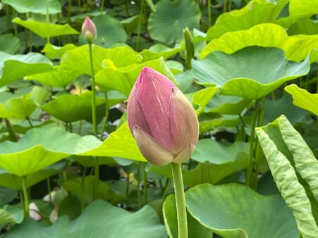 画像　「大賀蓮」のつぼみ
