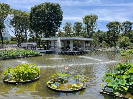 画像　ハスの見頃を迎えた「郷土の森公園 修景池」