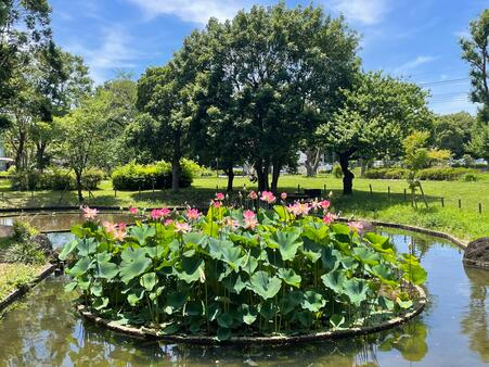 画像　公園の緑とハスの風景
