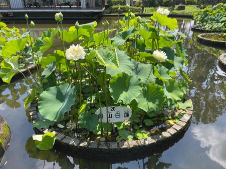 画像　「蘆山白蓮」（ろざんぱくれん）