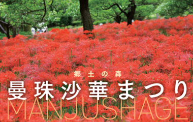 The Kyoudo-no-Mori cluster amaryllis festival