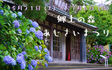 Picture of a the Kyoudo-no-Mori hydrangea festival