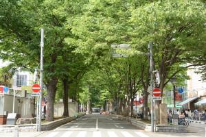 馬場大門けやき並木です