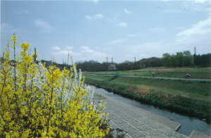 画像　春の野川と武蔵野公園