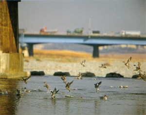 画像　水鳥の群がる冬の多摩川