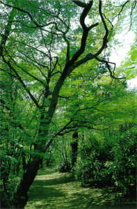 画像　武蔵野の面影を残す武蔵台公園裏の新緑の雑木林
