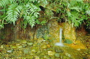 画像　西府崖線の自然林とゆう水