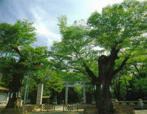 画像　大国魂神社の大鳥居と新緑の参道