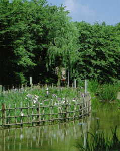 画像　新田川緑道のしょうぶ池