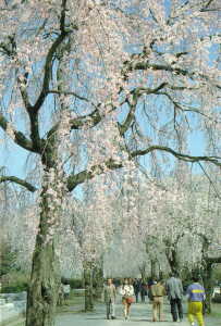 画像　桜の多磨霊園