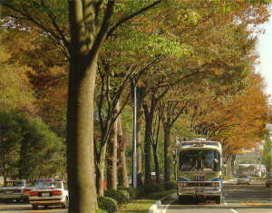 画像　東京競馬場の並木道
