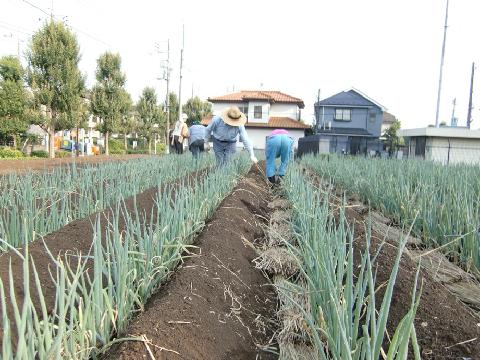 画像　農地で農家のお手伝いしている様子