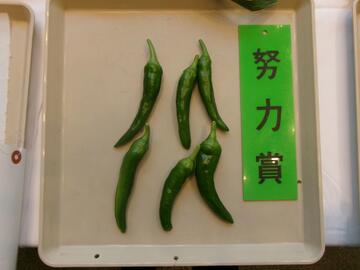 とうがらし