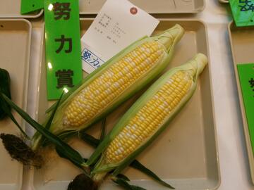 とうもろこし