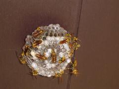 画像　アシナガバチの巣