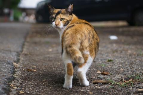 耳先をＶ字カットした飼い主のいない猫の写真