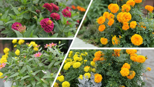 宮町中央公園の花壇の様子