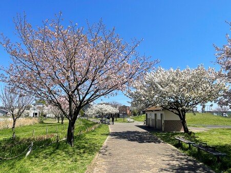 画像　咲き誇る桜の紅白の風景（広場中央／4月）
