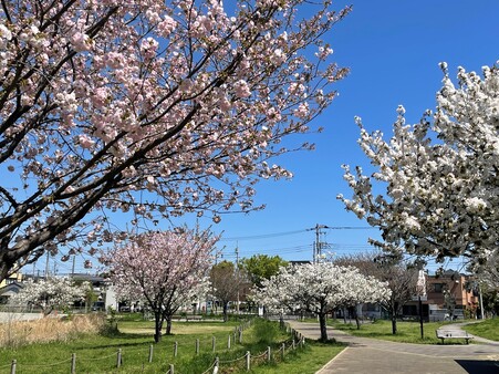 画像　美しい大輪の八重桜の広がる風景（広場中央／4月）