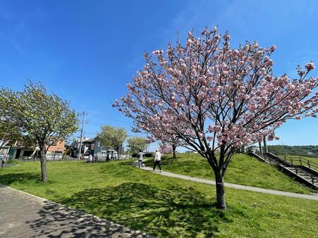 画像　遅咲きの八重桜（広場東側／4月）