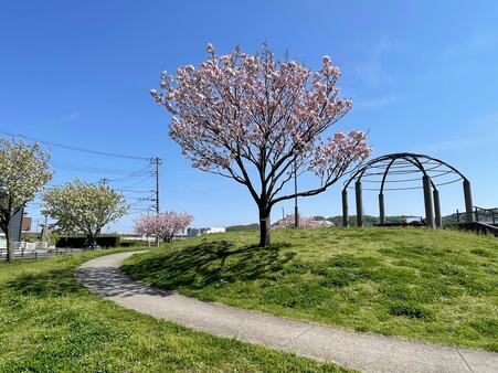 画像　「見晴らしの丘」の周囲に植わる八重桜（広場東側／4月）