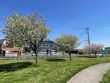 画像　薄紅色や黄緑色の花の多種ある八重桜（広場東側／4月）