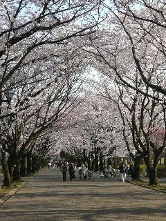 画像　都立府中の森公園