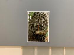 木の幹が写った写真