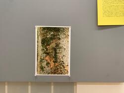 木の幹がアップで写った写真