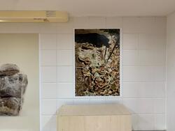 府中の森公園のキノコを撮影した写真