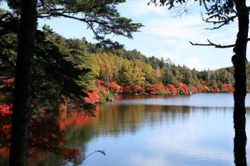 画像　白駒の池の紅葉