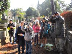 バードウォッチング　画像