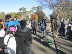 バードウォッチング　画像