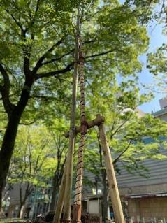 画像　昨春に旧甲州街道付近に植樹の若木