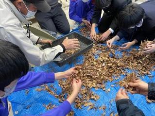 画像　種まきの準備（種の抽出作業）をする一中生