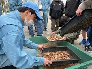 画像　種まきの準備（種の抽出作業）をする農高生と一小生