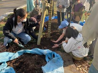 画像　未来の大樹を願い、気持ちを込めます