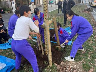 画像　良質な土で立派なケヤキに育ちますように