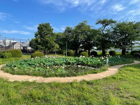 画像　ハスの見頃を迎えた「寿中央公園 ひょうたん池」