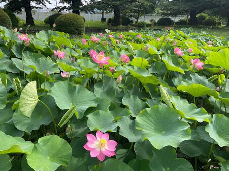 画像　「大賀蓮」（おおがはす）