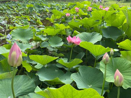 画像　次々と咲く「大賀蓮」