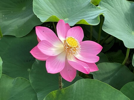 画像　「大賀蓮」