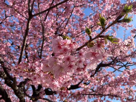 画像　枝いっぱいに咲き誇りゆく「カワヅザクラ」（本年2月下旬）