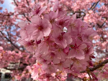 画像　濃いピンク色の花の「カワヅザクラ」（本年2月下旬）