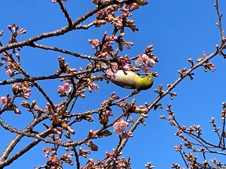 画像　「カワヅザクラ」の花の蜜を吸うメジロ（本年2月中旬）
