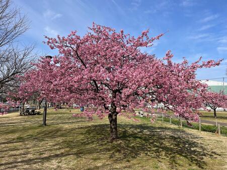 画像　早咲き「カワヅザクラ」（広場西側／本年2月中旬）