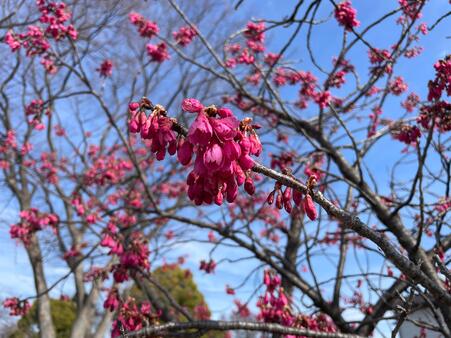 画像　濃い赤色の花が特徴の「カンヒザクラ」（本年2月下旬）