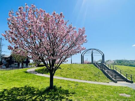 画像　桜と「見晴らしの丘」（広場東側／4月）