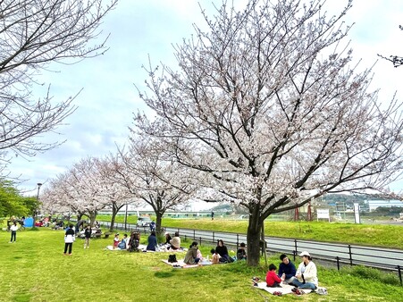 画像　お花見の風景（広場南側／4月）